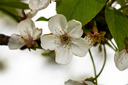 春本底和花树在园里有白的春复制学期瓣图片