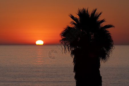 超过拉根日落时的棕榈树太阳在黄昏时正滑下地平线太阳正在失明滑倒图片