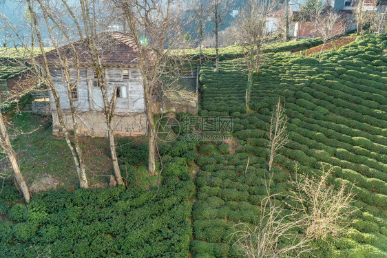 土耳其特拉布宗绿茶种植园和木制房屋顶景色自然农村新鲜的图片