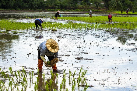 工人在农业地区种植年轻稻田的泰兰农民种植耕区的青春稻田草地自然图片