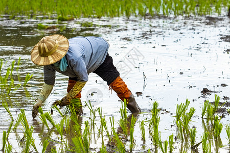 在农业地区种植年轻稻田的泰兰农民种植耕区的青春稻田男人工资乡村的图片
