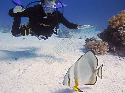 Scuba潜水员和蝙蝠鱼野生动物埃及人们背景图片