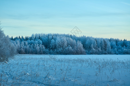 太阳冬季美丽的圣诞风景冰冻和雪湖的海岸花寒冷图片