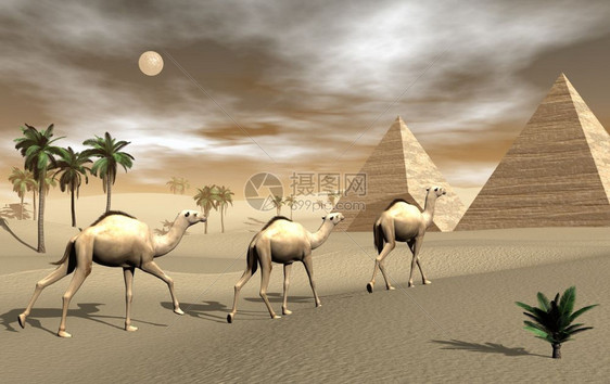 树天空三只骆驼走在沙漠的金字塔上通过棕色日落和满月3D转化数字的图片