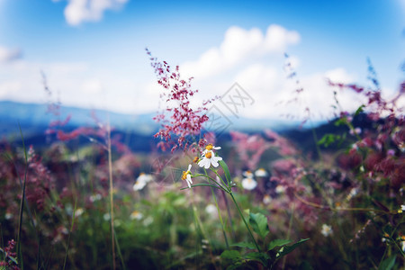 美丽的花园盛开在山地景观上紧贴白花图片