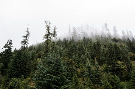 旅行山坡在云中躺着青绿的阴锥被迷雾笼罩在景色风中针叶树绿色图片