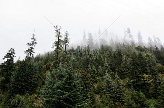 旅行山坡在云中躺着青绿的阴锥被迷雾笼罩在景色风中针叶树绿色图片