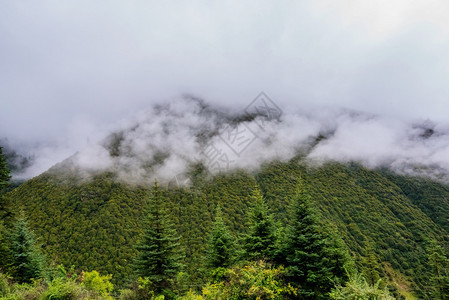 针叶树绿色木头山坡在云中躺着青绿的阴锥被迷雾笼罩在景色风中图片