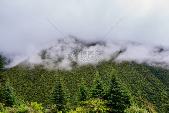 针叶树绿色木头山坡在云中躺着青绿的阴锥被迷雾笼罩在景色风中图片