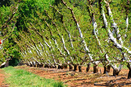 农业清洗苹果园的树木上涂有白漆的树干以保持太阳和热能因在加利福尼亚山丘由土和绿草分开的果树丛中遭受破坏损害农场图片
