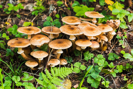 森林里的蘑菇群图片