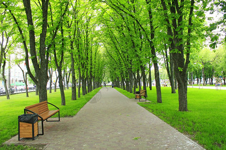 拥有绿树的美丽公园有着道路和绿树的美丽城市公园灌木丛门户14长椅图片