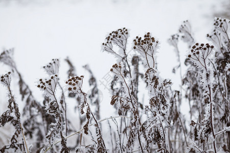 蓝色的紧贴着冰雪冻花朵雪覆盖着极浅的焦点冰冷重图片