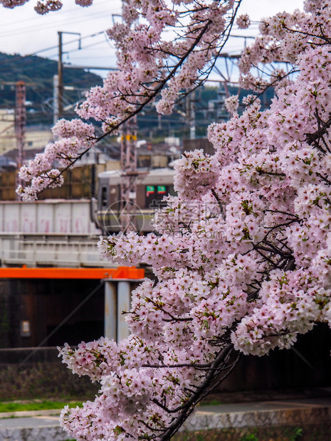 户外绽放风景JAPANKYATO4月9日2017年开樱花火车在明亮的樱花下经过图片