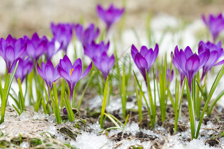 开花雪上美丽的紫罗兰精色图片