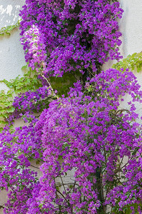 盛产许多紫花的大型植物绿色夏天芽图片