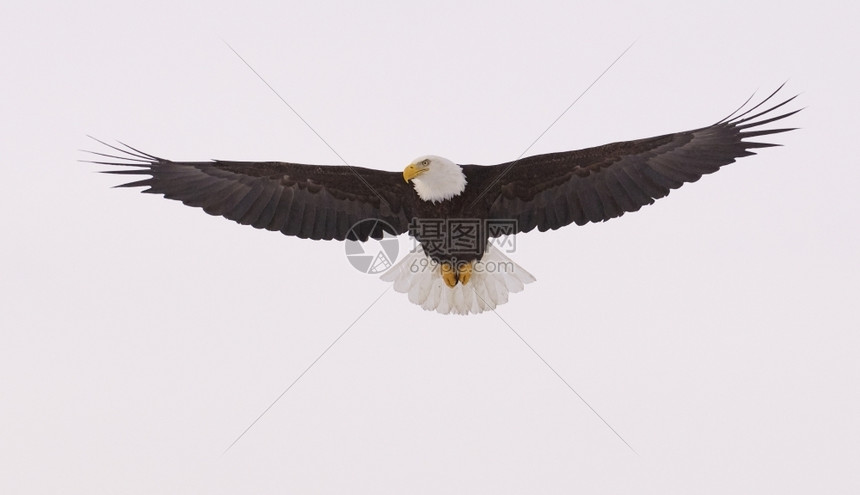 传播美国人洲秃鹰飞行时翅膀张展蓝天空背景阿拉斯加秃鹰号美国图片