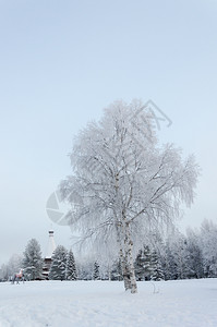 冬天如画户外俄罗斯北部农村的冬季风景白雪小树有花图片