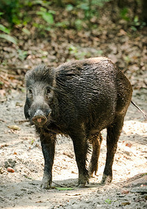 树木亚洲丛林野猪饲养雄生动物和照片草身体图片