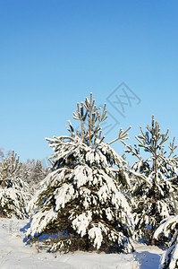 晴天白雪皑景观小松树上面覆着雪阳光明媚的一天图片