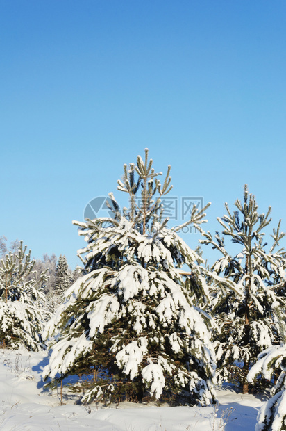 晴天白雪皑景观小松树上面覆着雪阳光明媚的一天图片