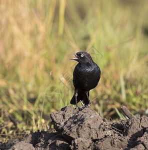 j怀俄明州雄鸟BrewerBlackbird呼唤用草地填满的泥土多岩石图片