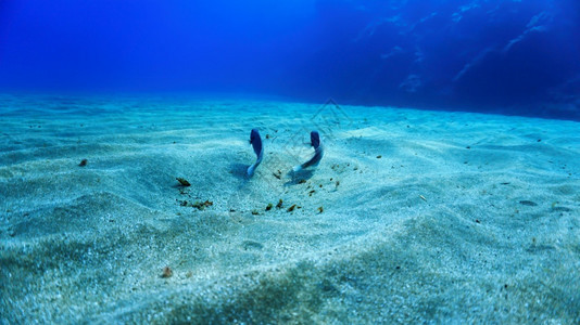 双鱼共舞海浪野生动物3号图片