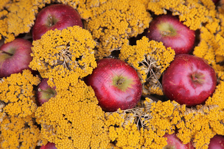 种子营养丰富食物苹果图片