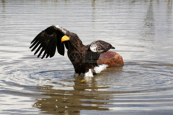 自然喙白尾鹰在水中捕食者图片