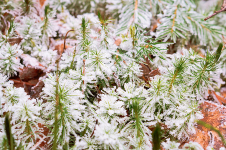 草上的霜植物冰晶雪中草植物上冰晶乡村美丽寒冷图片