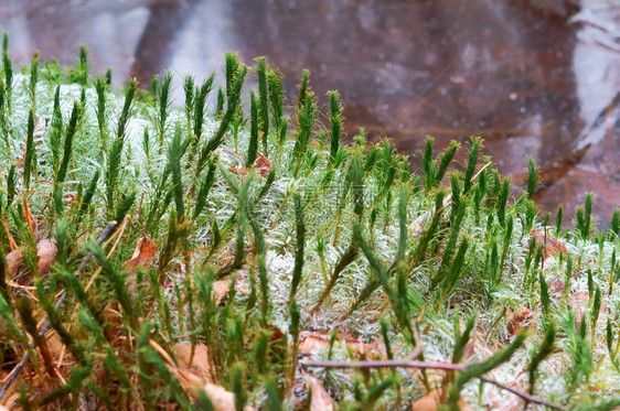 季节草上的霜植物冰晶雪中草上霜植物冰晶美丽叶子图片