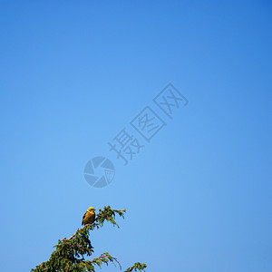 一种天空春黄蜂鸣鸟坐在蓝天上方的草丛中图片