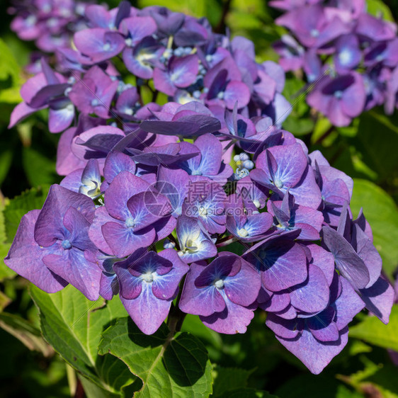 花艺园Pennymac绣球花夏天的朵头图片