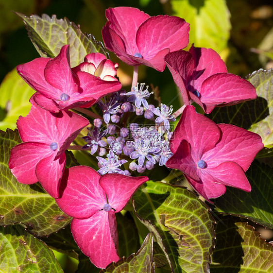 花艺Pennymac绣球花夏天的朵多年生瓣图片