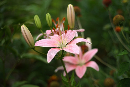 花瓣高草的粉红色大百合花户外冷静的图片