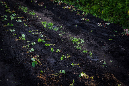 水果健康在春天花园的地上种植年轻草莓树苗农业图片