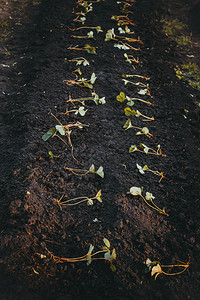 绿色生长有机的在春天花园地上种植年轻草莓树苗图片