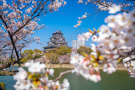 樱花与广岛城图片