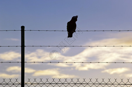 摆姿势电缆鸟背在一条铁丝线上对抗蓝日落天空航班图片