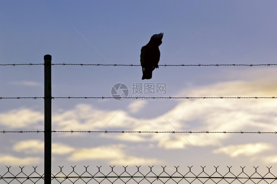 摆姿势电缆鸟背在一条铁丝线上对抗蓝日落天空航班图片