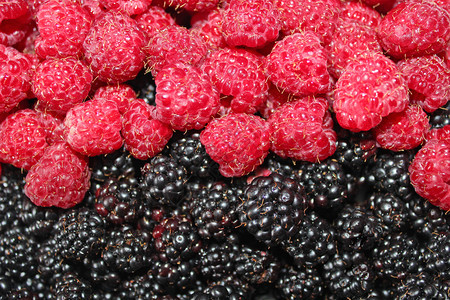 黑莓和草一大堆成熟的黑莓和草食用有果酱图片