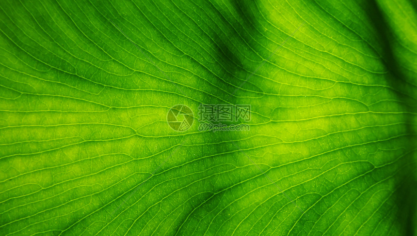 绿色植物纹路图片