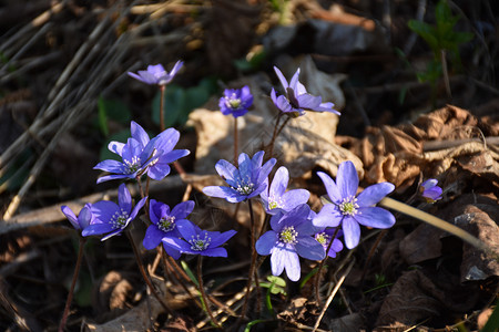 生长蓝色的天葵美丽春标志地钱瑞典图片