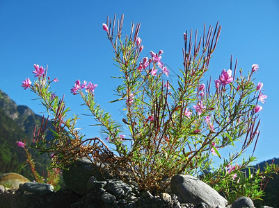 粉红花和山地景观高加索夏季蔚蓝花朵荒野图片