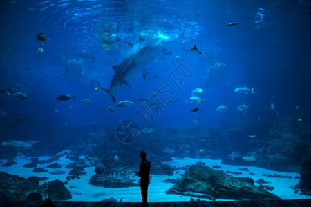 海洋动物生活一群人在水族馆观察鱼群图片