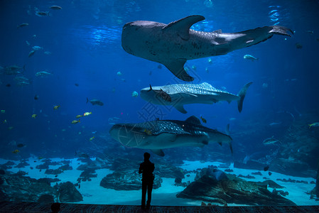 潜水员海洋一群人在水族馆观察鱼群轮廓图片