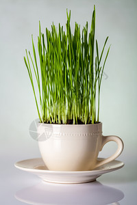 杯中绿小麦新鲜植物成分自然食生的图片