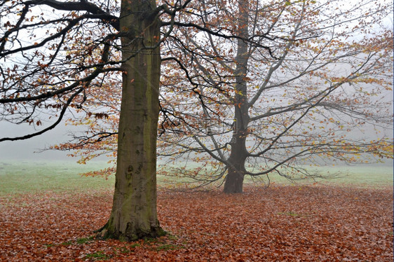 秋季迷雾森林风光图片
