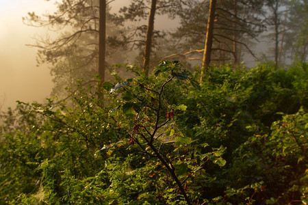 美丽清晨的雾在河峡谷地风景上升起季节艾图片