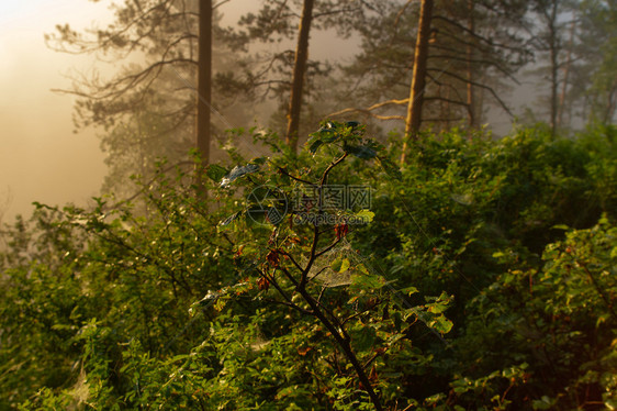 美丽清晨的雾在河峡谷地风景上升起季节艾图片